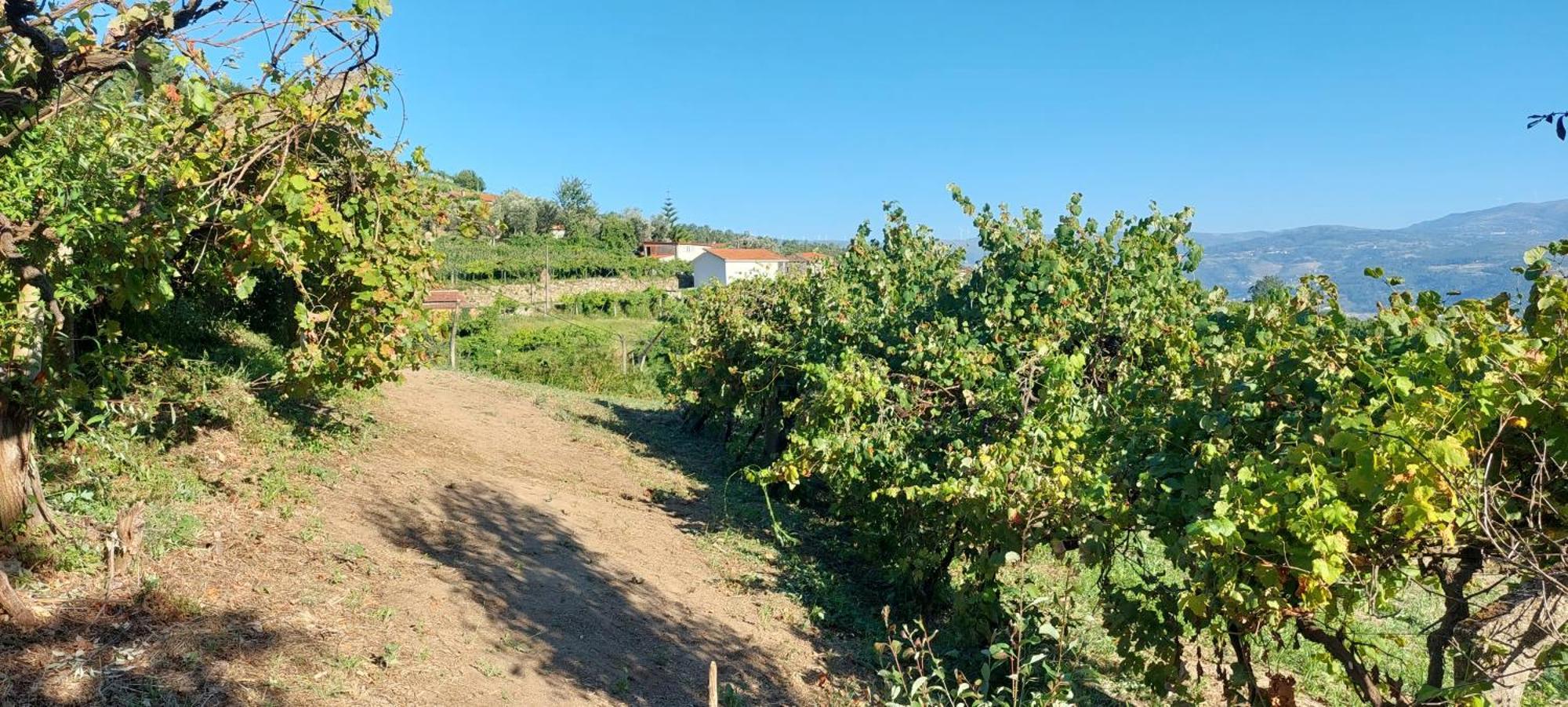 バイアン Quinta Dos Castros Douroヴィラ エクステリア 写真