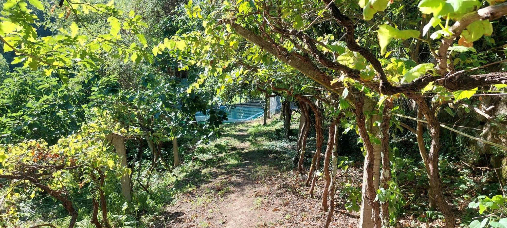バイアン Quinta Dos Castros Douroヴィラ エクステリア 写真