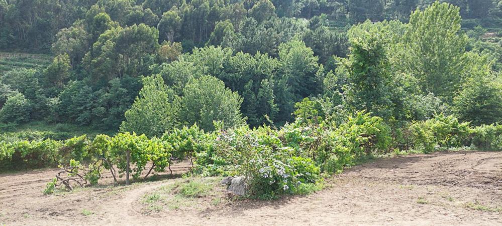 バイアン Quinta Dos Castros Douroヴィラ エクステリア 写真