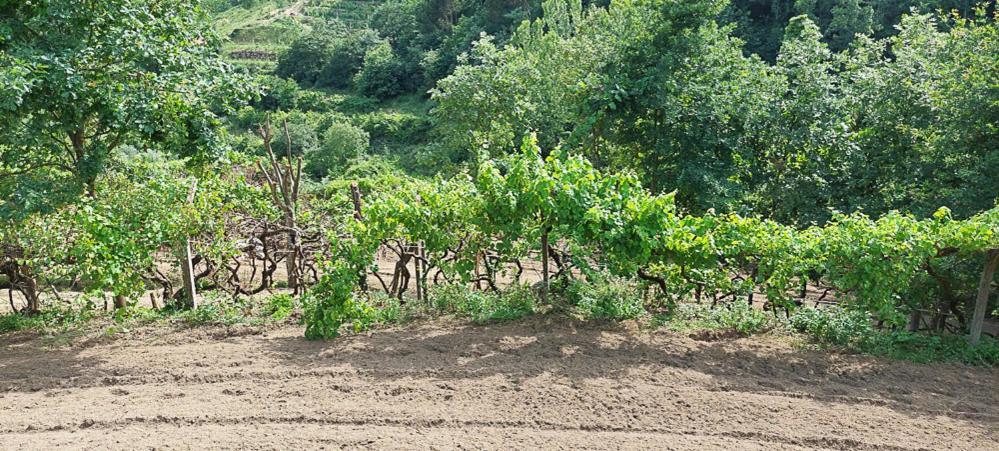 バイアン Quinta Dos Castros Douroヴィラ エクステリア 写真